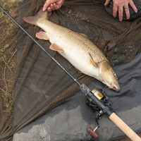 Daiwa Black Widow Barbel Rods